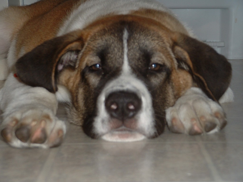 saint bernard hindu dating site Genealogy for william the great of gellone (c755 - c812) family tree on geni, with over 180 million profiles of ancestors and living relatives. saint bernard hindu dating site Genealogy for william the great of gellone (c755 - c812) family tree on geni, with over 180 million profiles of ancestors and living relatives.