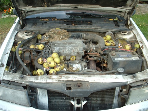 Black Walnuts in the Engine bay of a Dodge Spirit