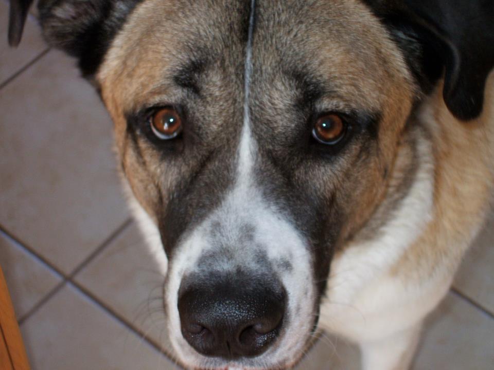 Picture of Roxie the Saint Bernard Labrador Retriever mix breed dog aka Labranard